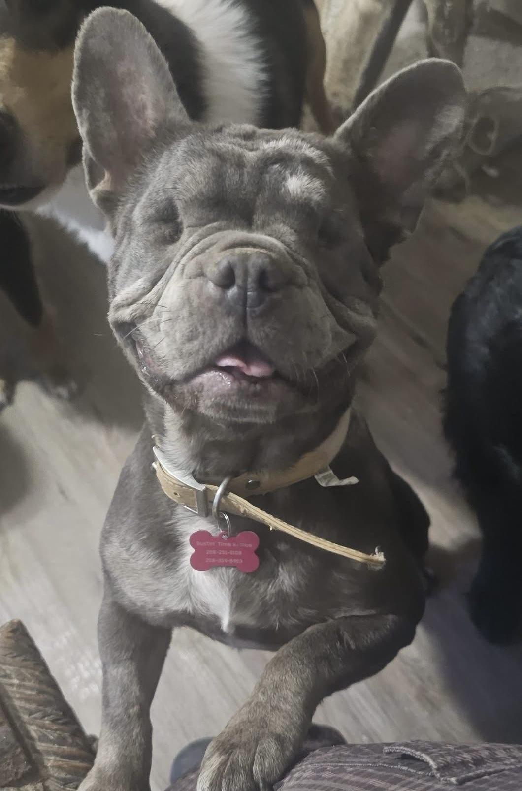 Meemaw Maddie, adopted, Adult Female French Bulldog.