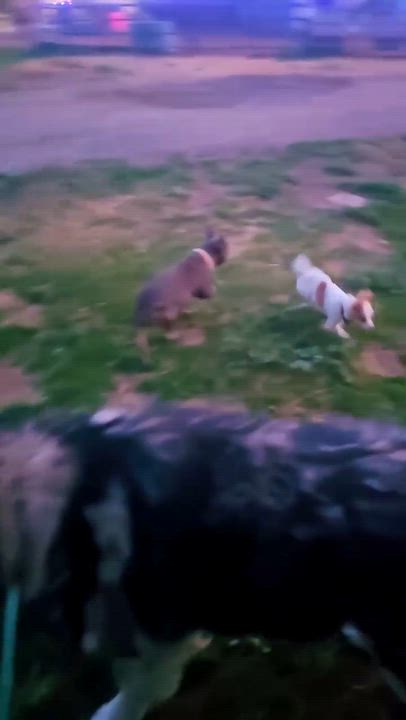 Enlarge Meemaw Maddie, an adopted mixed breed in Pocatello, ID video 2/6