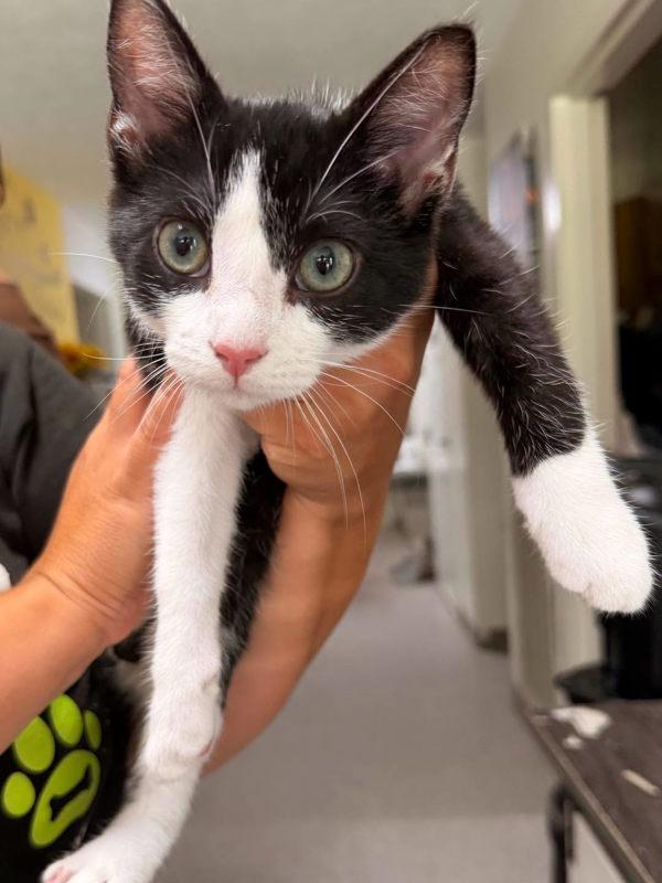 Zymier, Adoptable, Kitten Male Domestic Short Hair.
