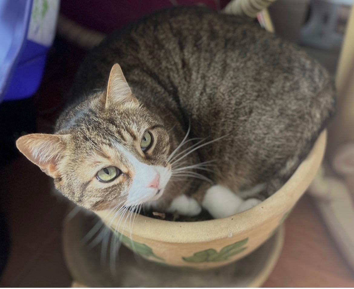 CRICKET (CR-SC), Adoptable, Senior Male American Shorthair.