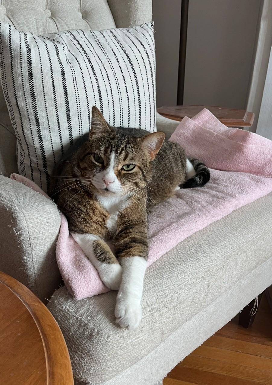 Enlarge CRICKET (CR-SC), a Adoptable American Shorthair in Sainte-Angele-de-Monnoir, QC image 3/6