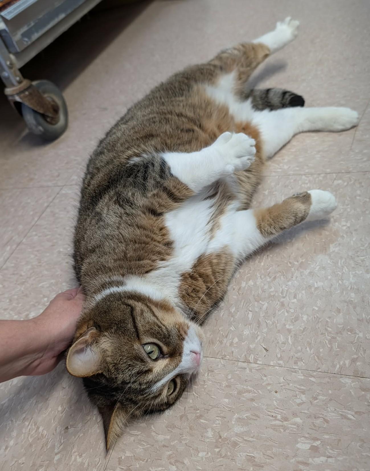 Enlarge CRICKET (CR-SC), a Adoptable American Shorthair in Sainte-Angele-de-Monnoir, QC image 5/6