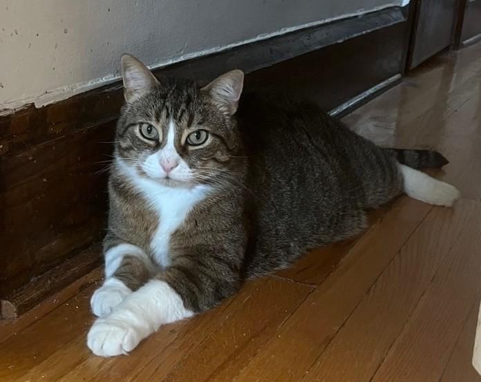 Enlarge CRICKET (CR-SC), a Adoptable American Shorthair in Sainte-Angele-de-Monnoir, QC image 4/6
