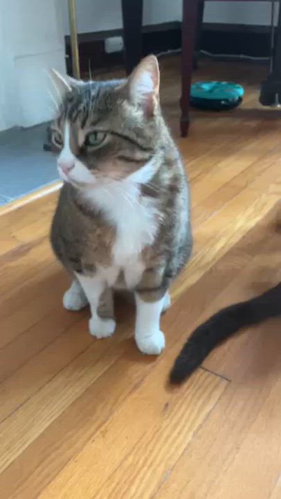 Enlarge CRICKET (CR-SC), a Adoptable American Shorthair in Sainte-Angele-de-Monnoir, QC video 6/6