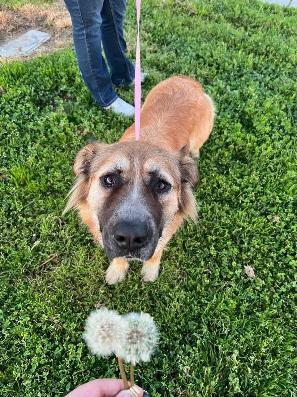 Enlarge Clementine, an adopted mixed breed in benicia, CA image 5/6
