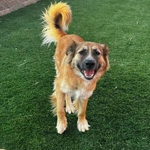 Clementine, adopted, Young Female German Shepherd Dog.