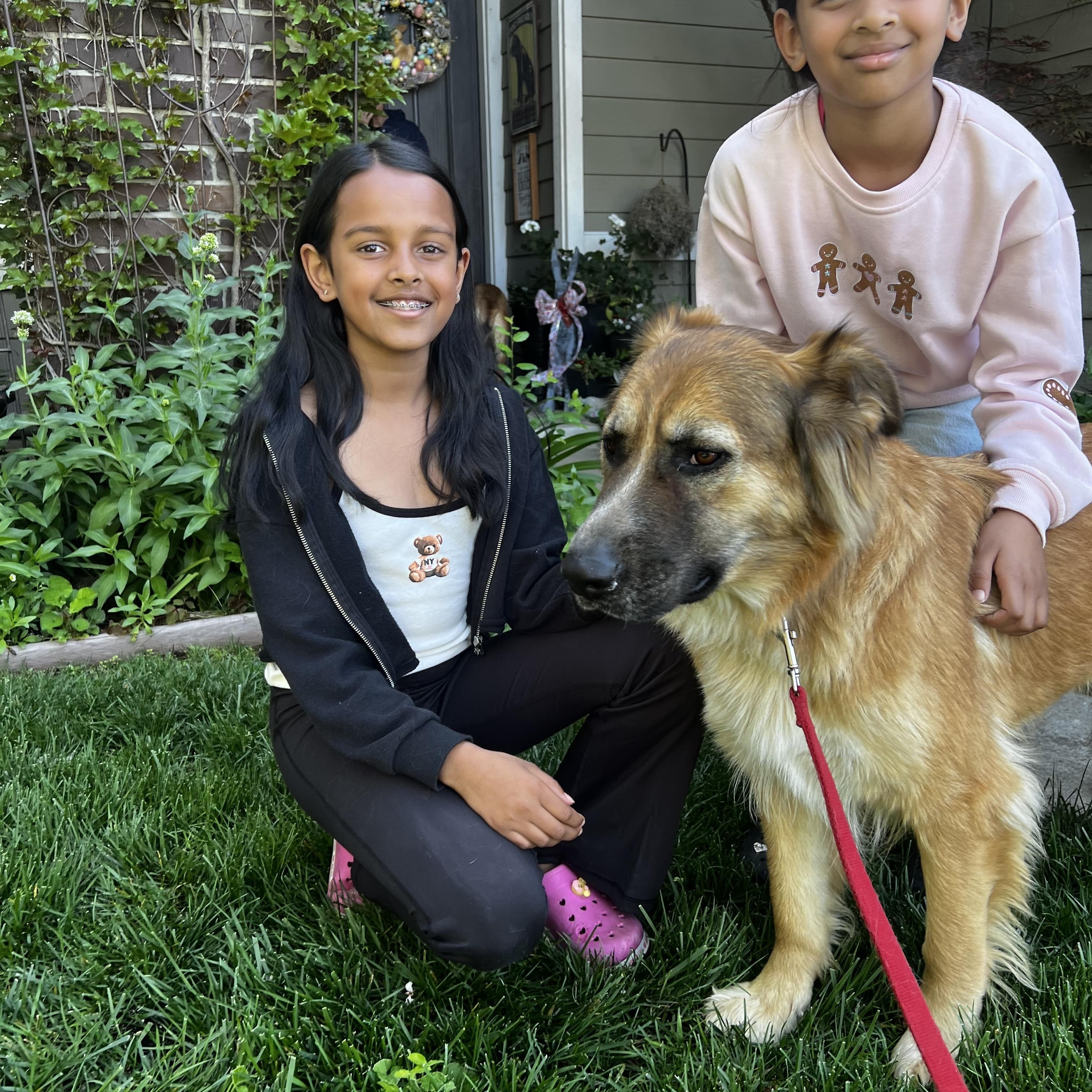Enlarge Clementine, an adopted mixed breed in benicia, CA image 3/6