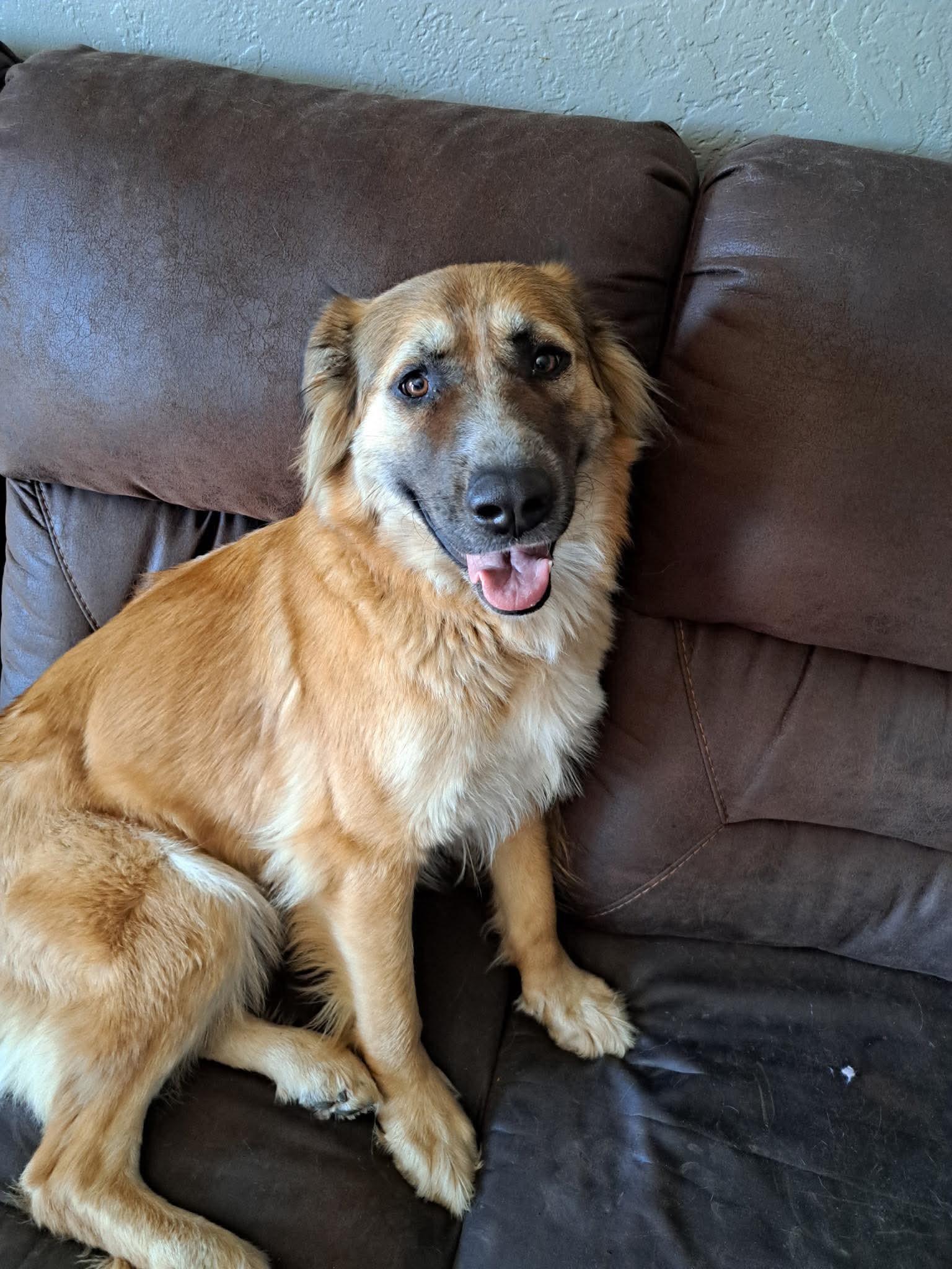Enlarge Clementine, an adopted mixed breed in benicia, CA image 2/6