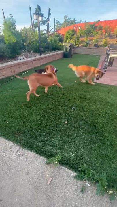 Enlarge Clementine, an adopted mixed breed in benicia, CA video 6/6