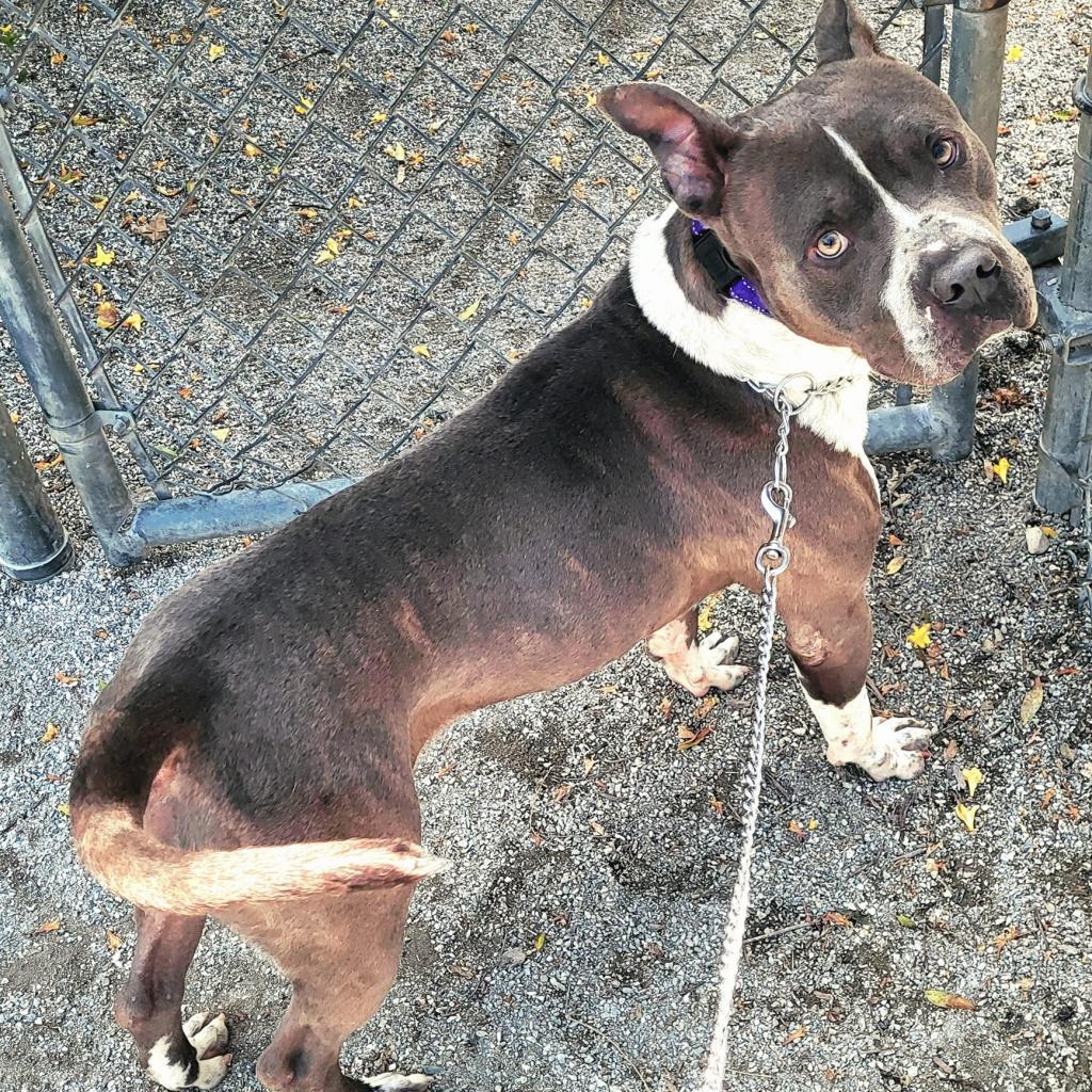 Ace, a Adoptable mixed breed in Windsor, VA image 1/4