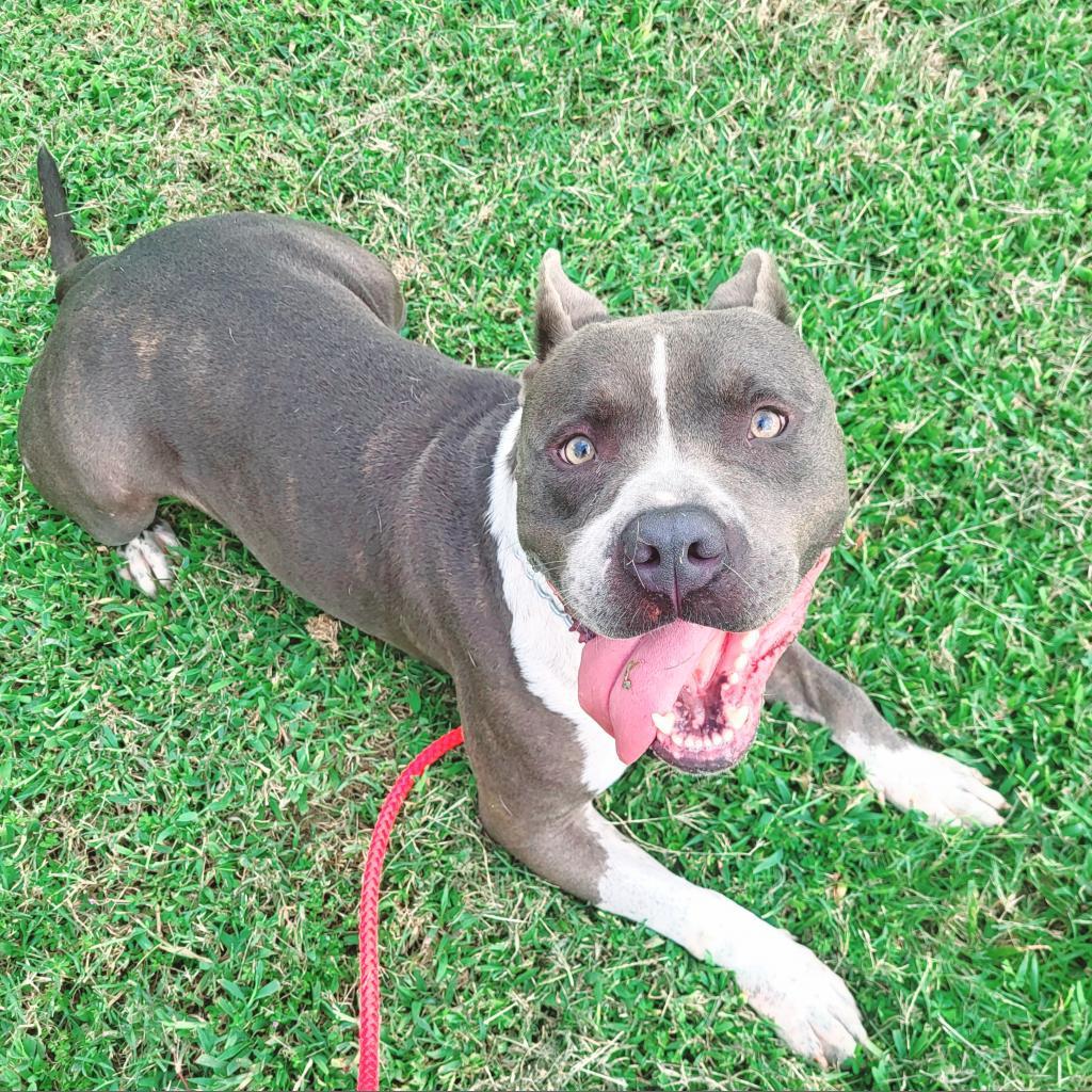 Ace, a Adoptable mixed breed in Windsor, VA image 2/4