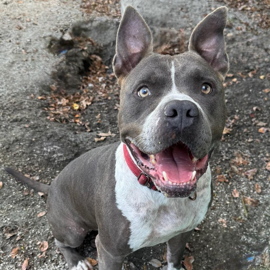 Ace, a Adoptable mixed breed in Windsor, VA image 3/4