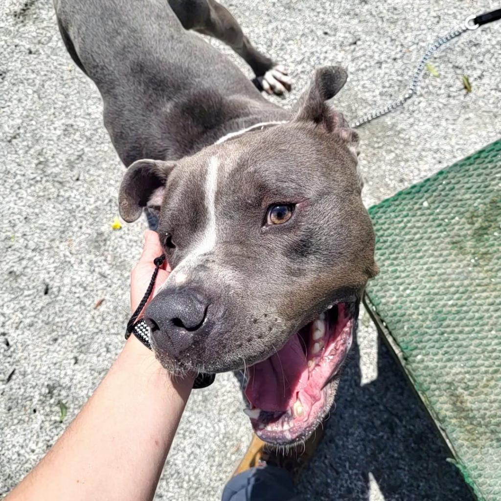 Ace, a Adoptable mixed breed in Windsor, VA image 4/4