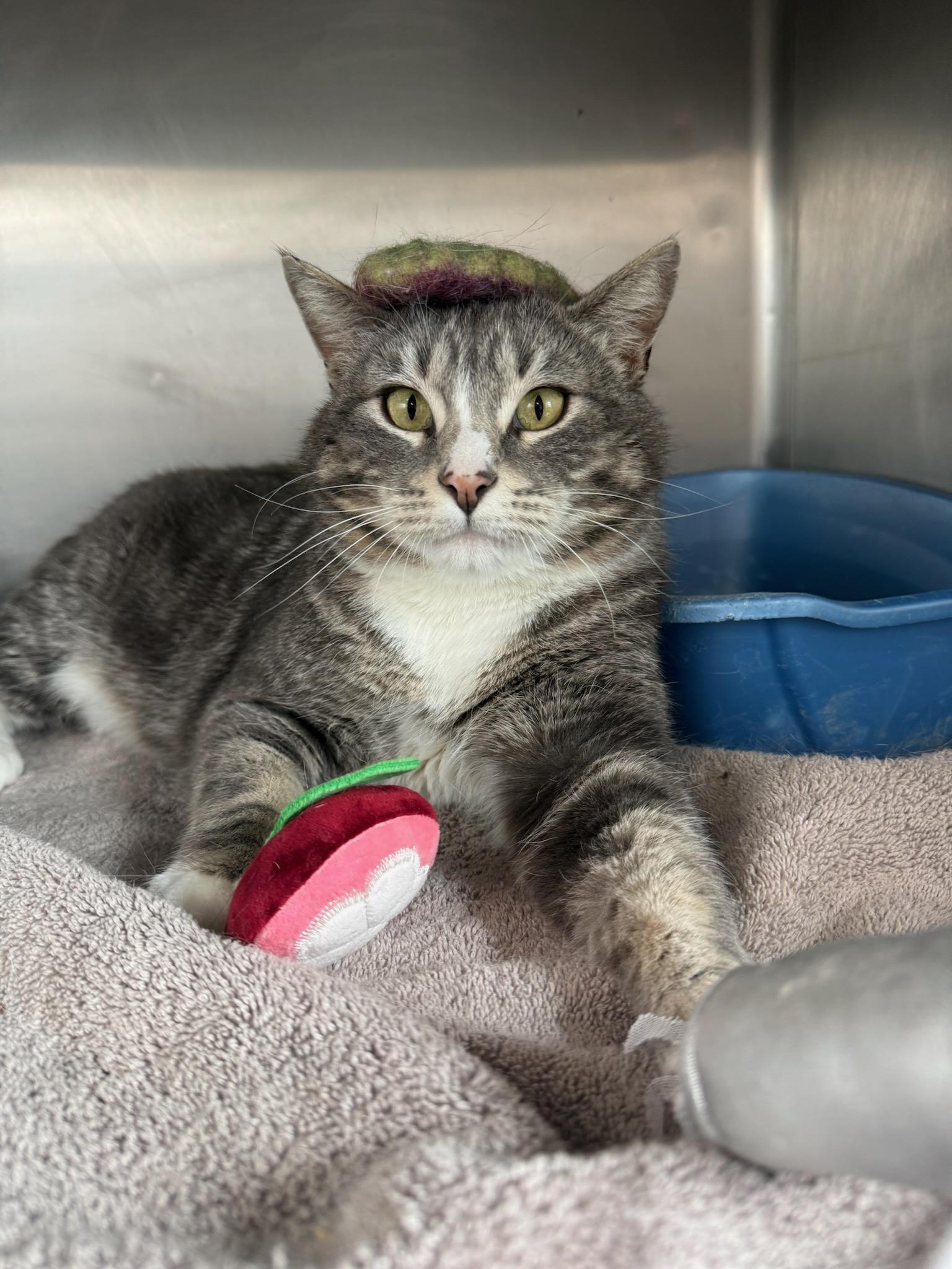 Donovan, ADOPTABLE, Adult Male Domestic Short Hair.