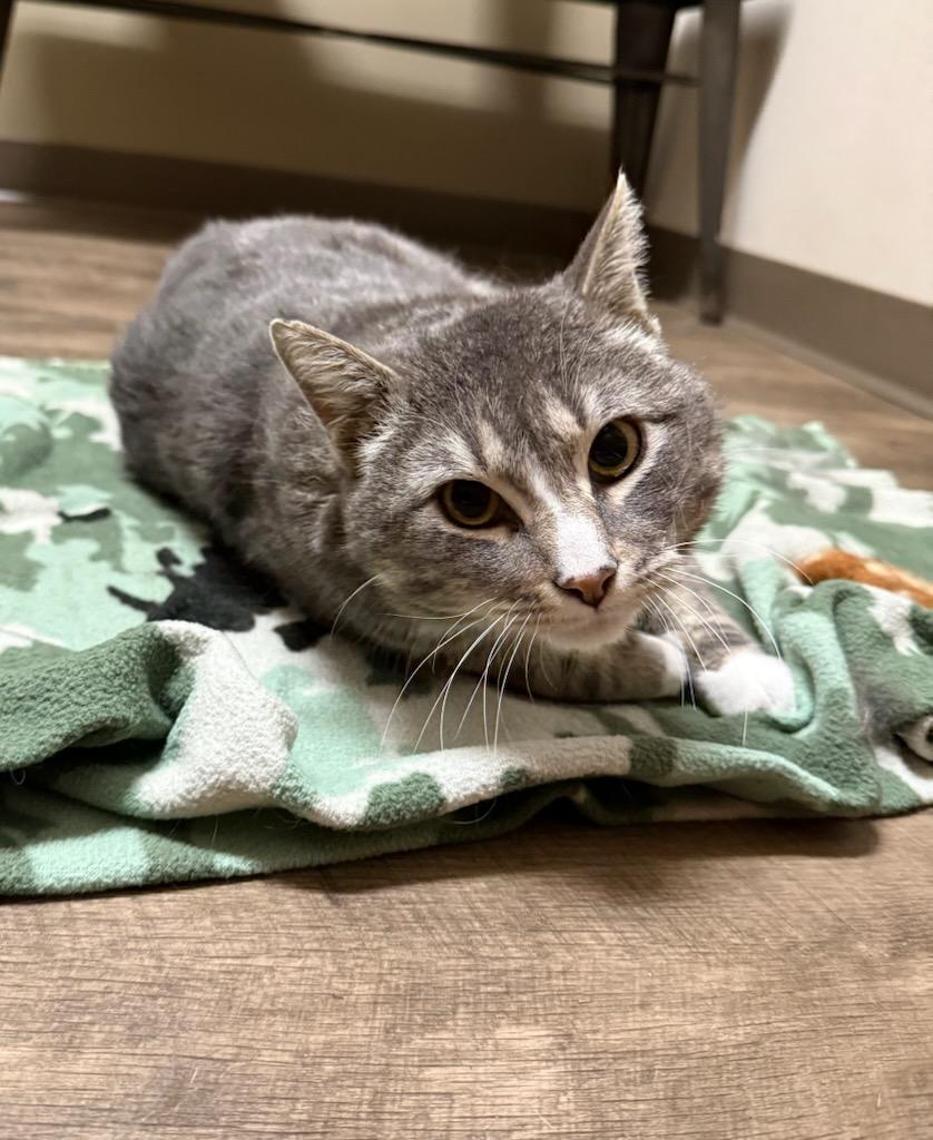 Enlarge Donovan, a ADOPTABLE Domestic Short Hair in Cottonwood, MN image 2/4