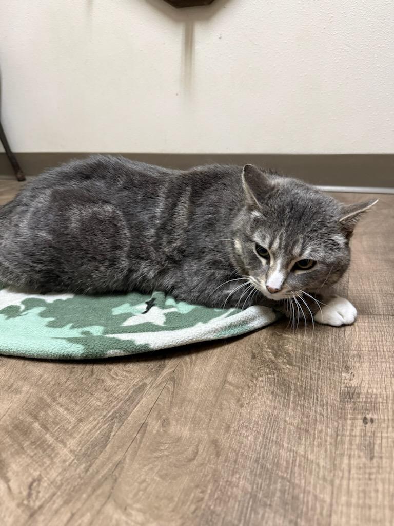Enlarge Donovan, a ADOPTABLE Domestic Short Hair in Cottonwood, MN image 4/4