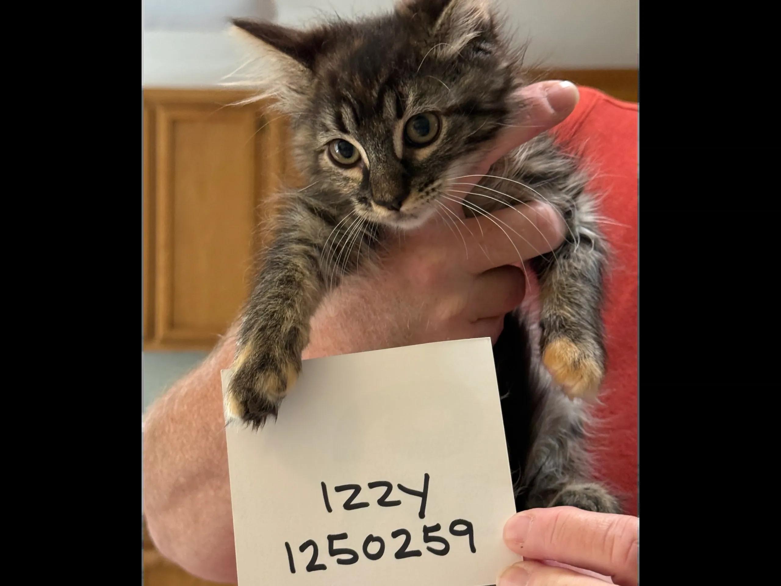Enlarge 10 week TABBY kittens, a ADOPTABLE Domestic Medium Hair in Santa Maria, CA image 2/4