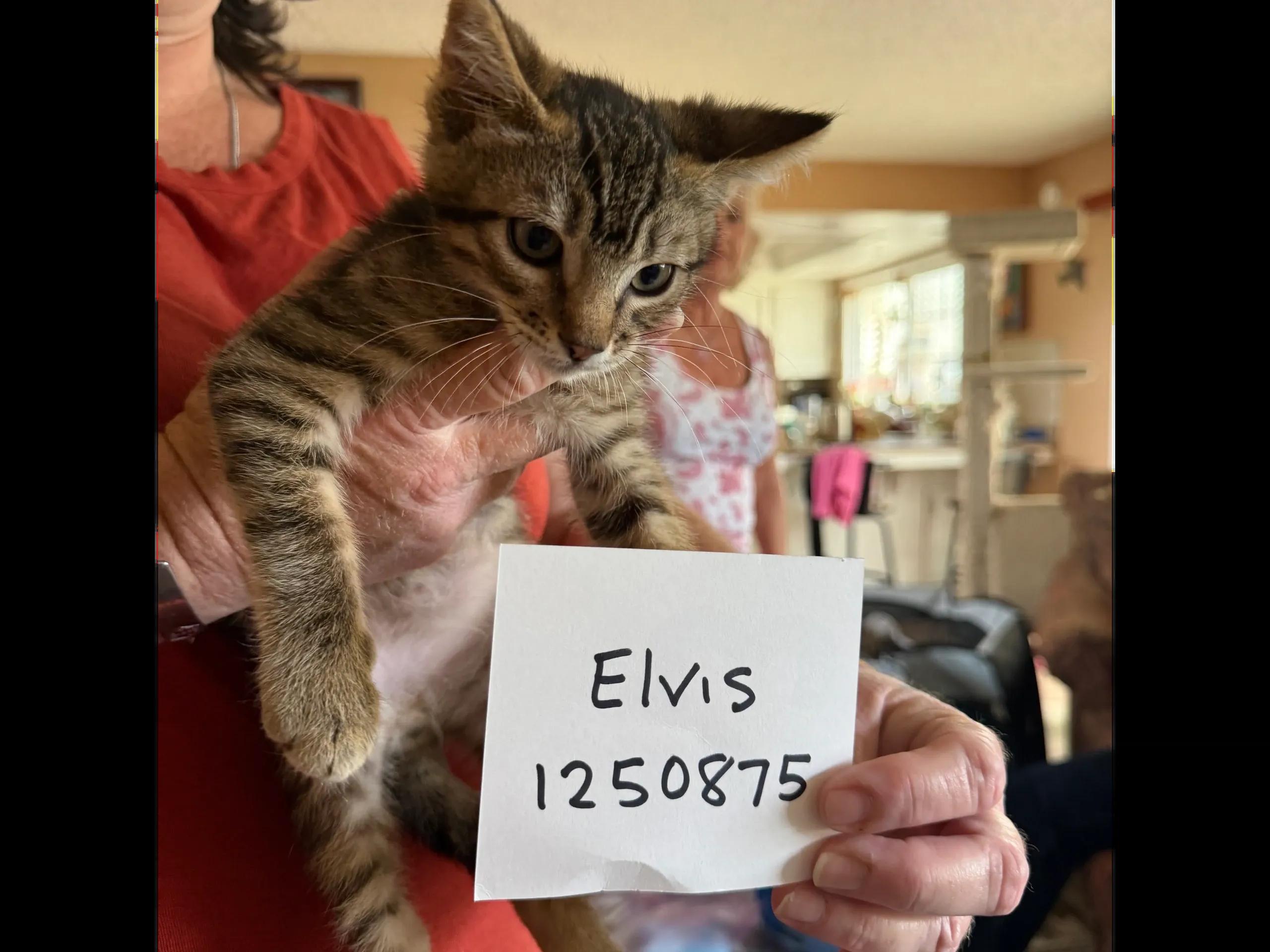 Enlarge 10 week TABBY kittens, a ADOPTABLE Domestic Medium Hair in Santa Maria, CA image 4/4