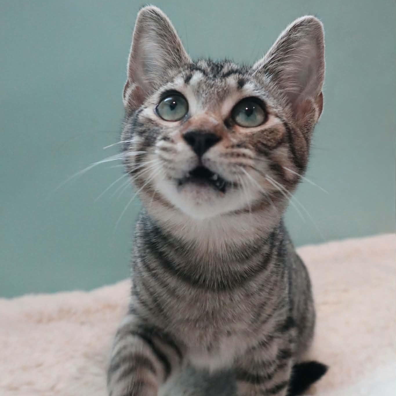 Toby, ADOPTABLE, Kitten Female Domestic Medium Hair.