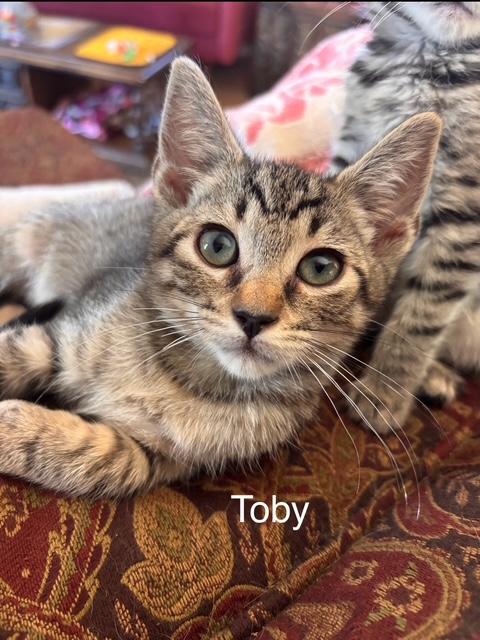 Toby, a ADOPTABLE Domestic Medium Hair in Santa Maria, CA image 1/2