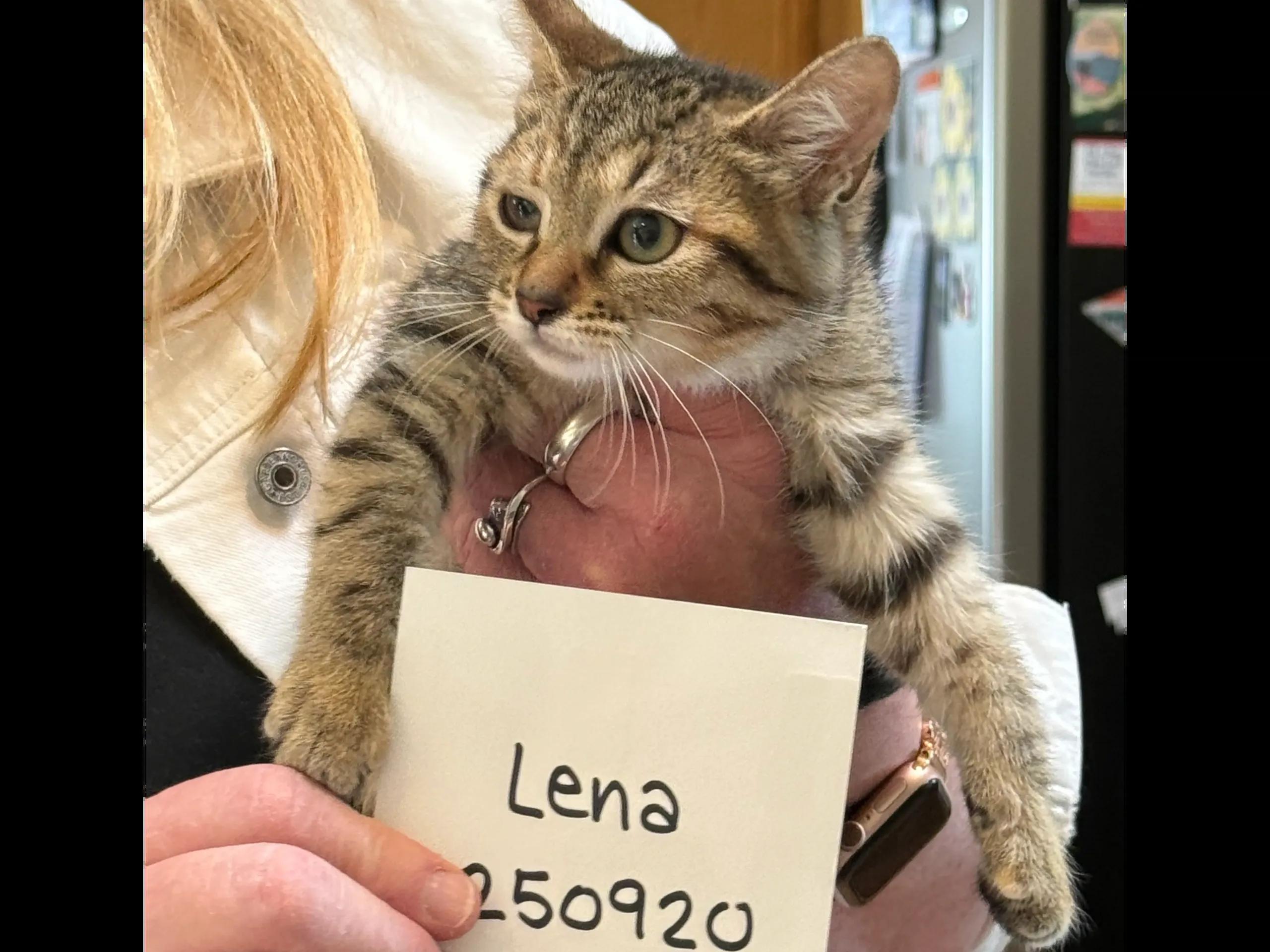 Enlarge 10 week TABBY kittens, a ADOPTABLE Domestic Medium Hair in Santa Maria, CA image 3/4