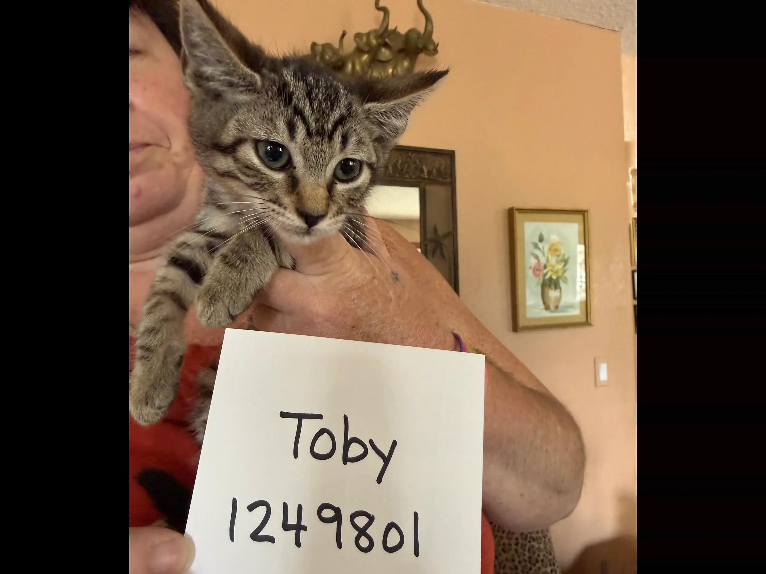 10 week TABBY kittens, ADOPTABLE, Kitten Female Domestic Medium Hair.