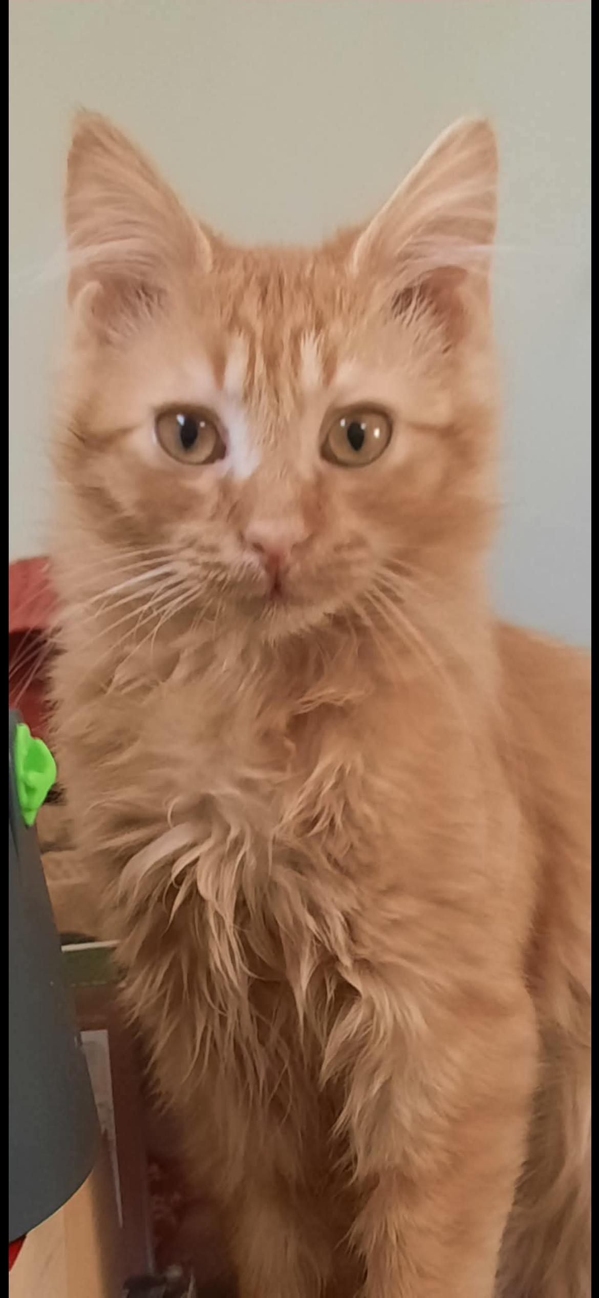 Enlarge Bam Bam, a ADOPTABLE Domestic Long Hair in Connelly Springs, NC image 2/5