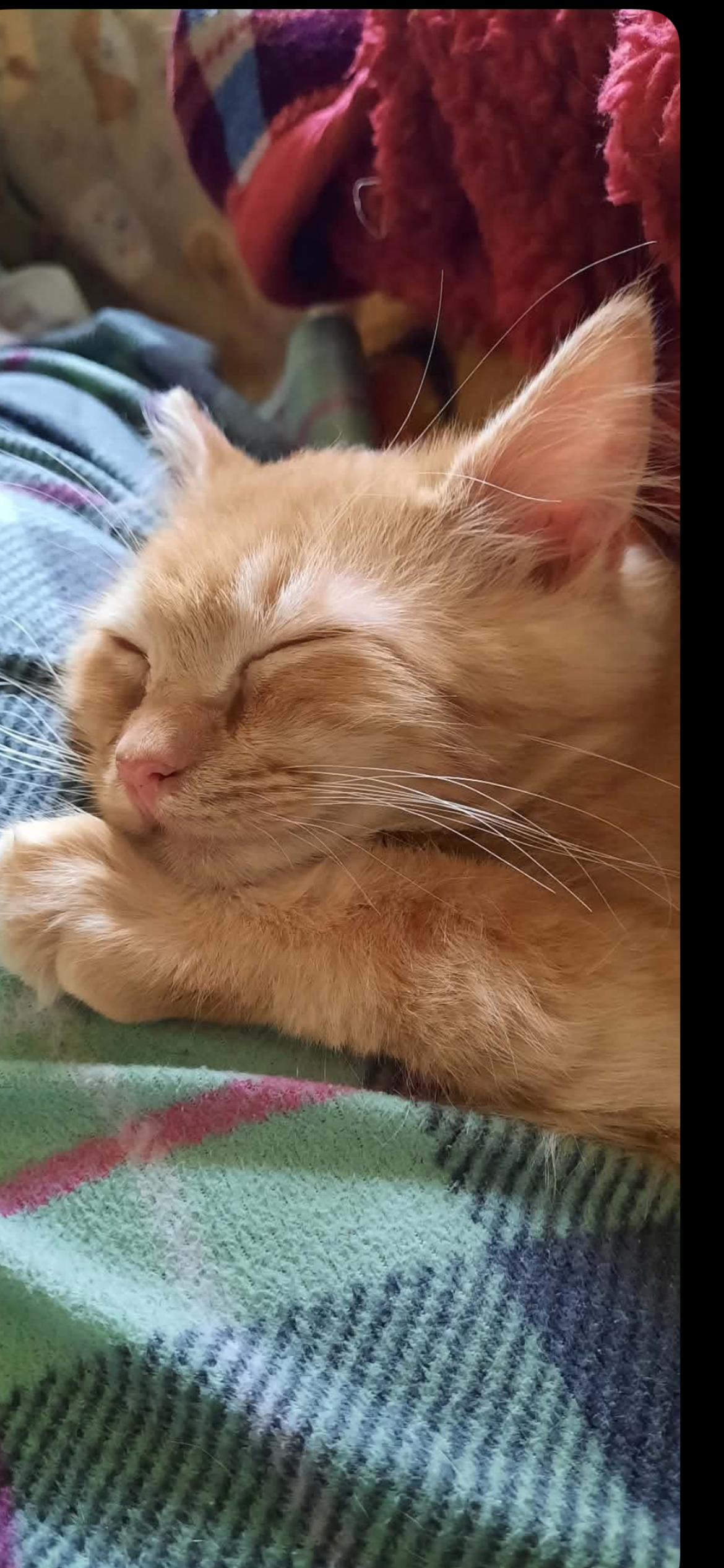 Enlarge Bam Bam, a ADOPTABLE Domestic Long Hair in Connelly Springs, NC image 5/5