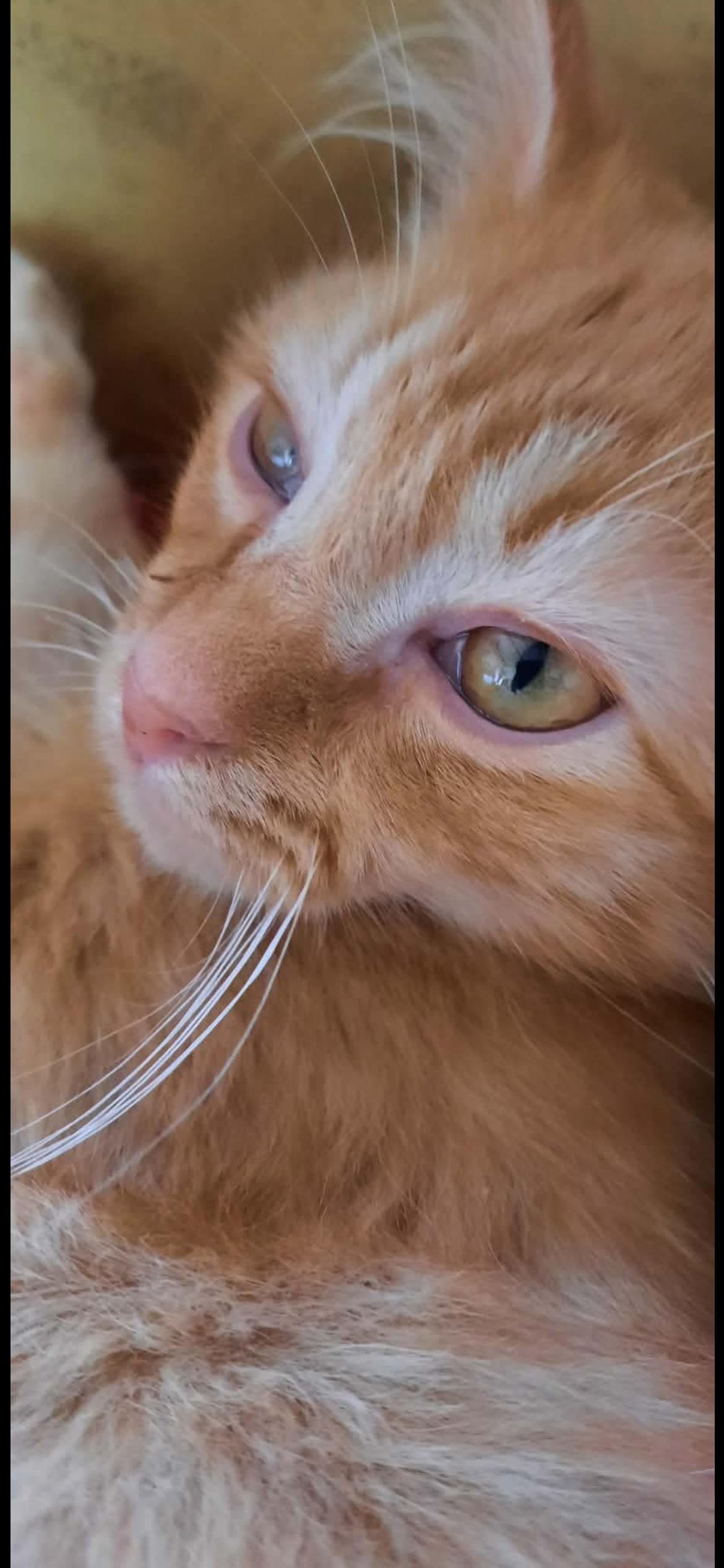 Enlarge Bam Bam, a ADOPTABLE Domestic Long Hair in Connelly Springs, NC image 4/5
