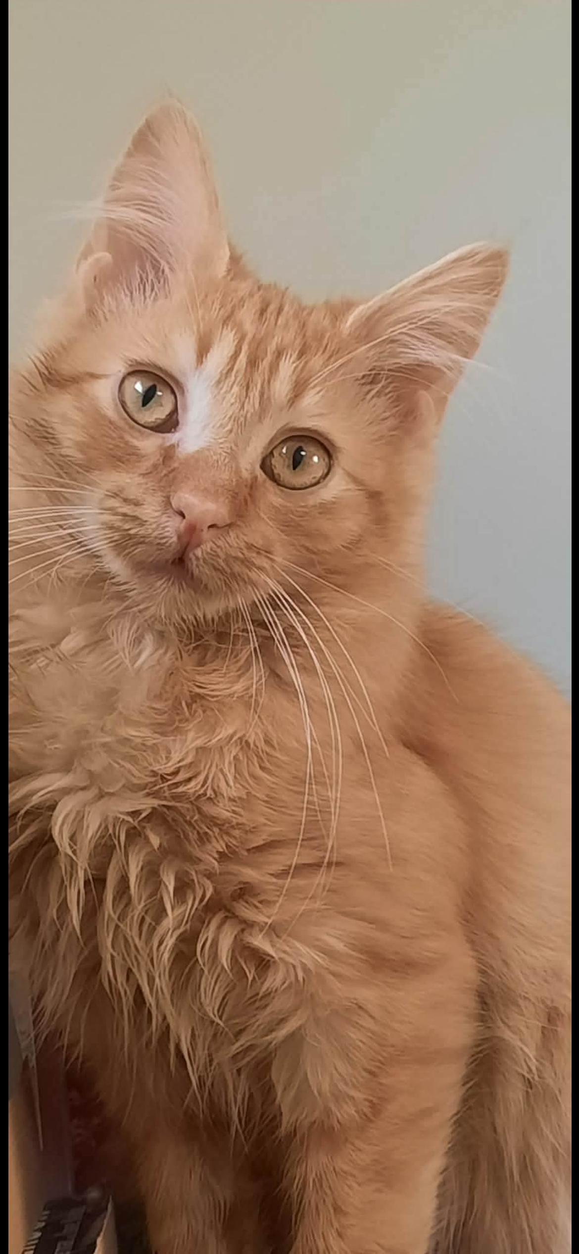 Enlarge Bam Bam, a ADOPTABLE Domestic Long Hair in Connelly Springs, NC image 3/5