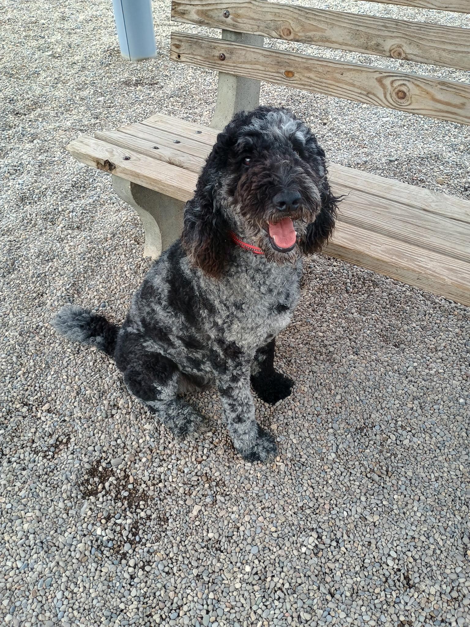 Enlarge Esme, a Adoptable mixed breed in Cincinnati, OH image 1/4