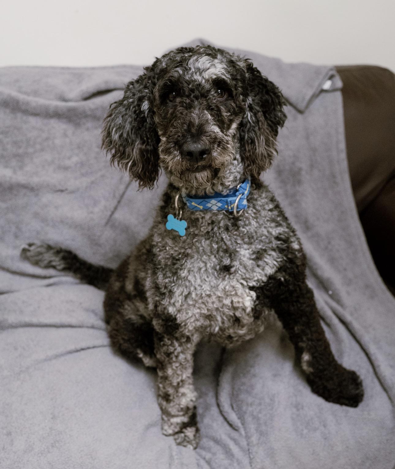 Enlarge Esme, a Adoptable mixed breed in Cincinnati, OH image 4/4