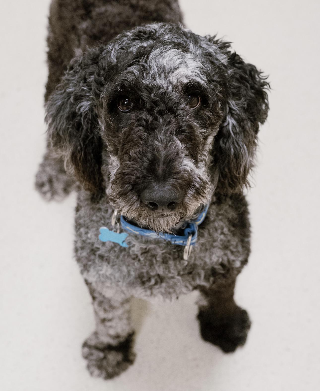 Enlarge Esme, a Adoptable mixed breed in Cincinnati, OH image 2/4
