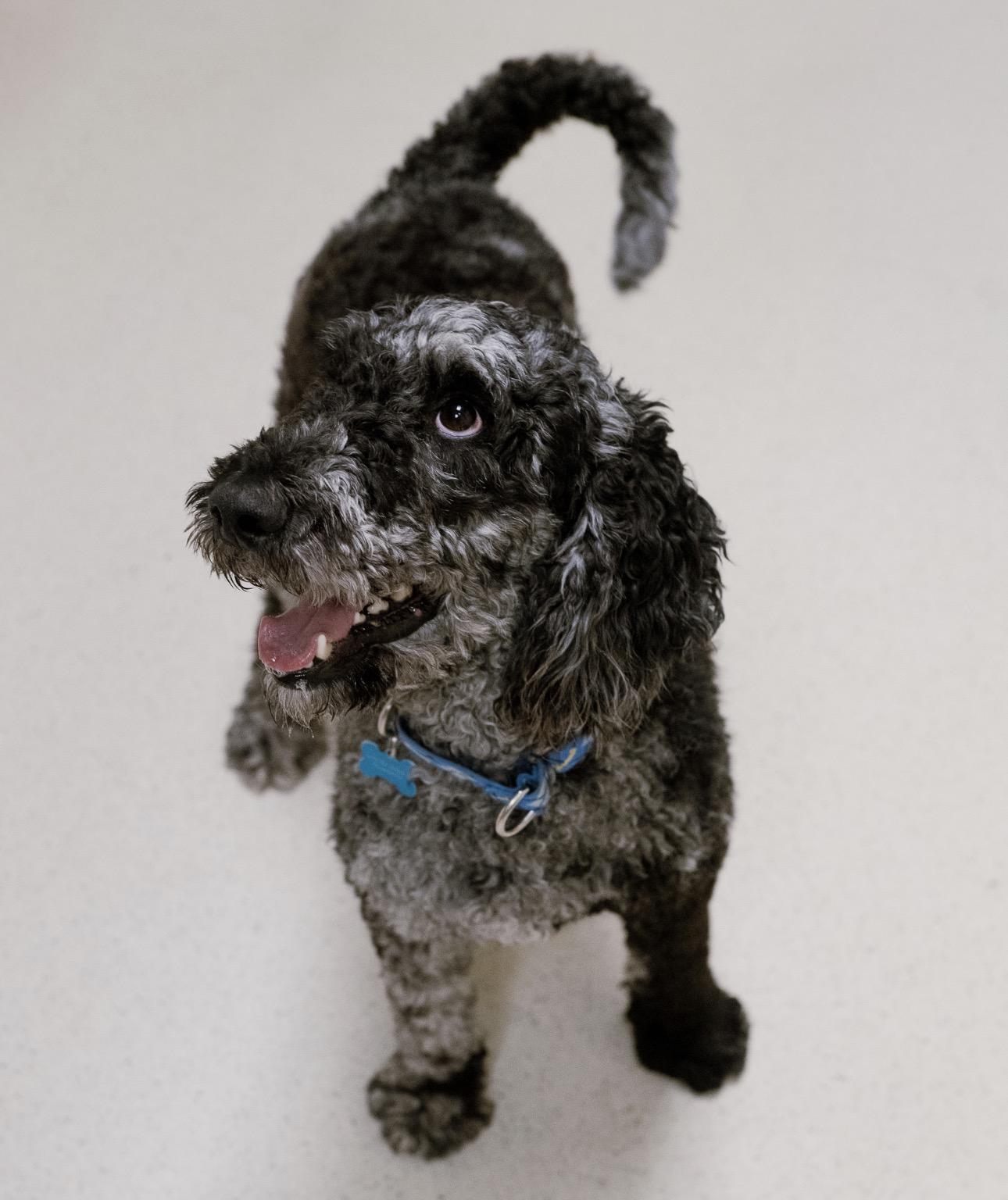 Enlarge Esme, a Adoptable mixed breed in Cincinnati, OH image 3/4