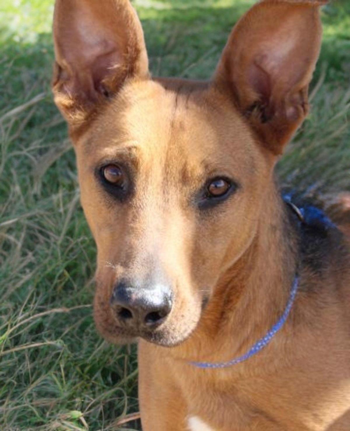 Light/lucky, Adoptable, Adult Female Shepherd.