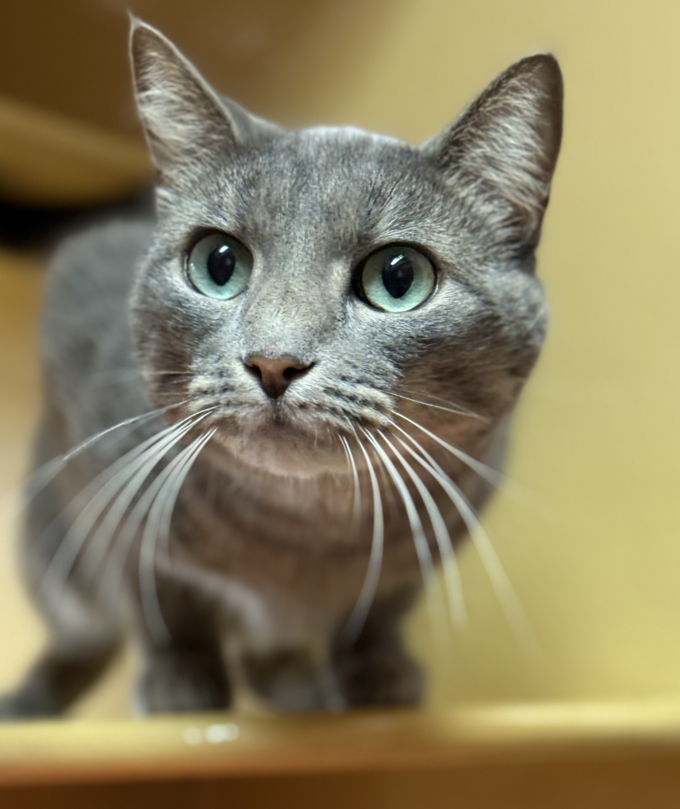 Cat for adoption Pearl, a Domestic Short Hair in Old Bridge, NJ