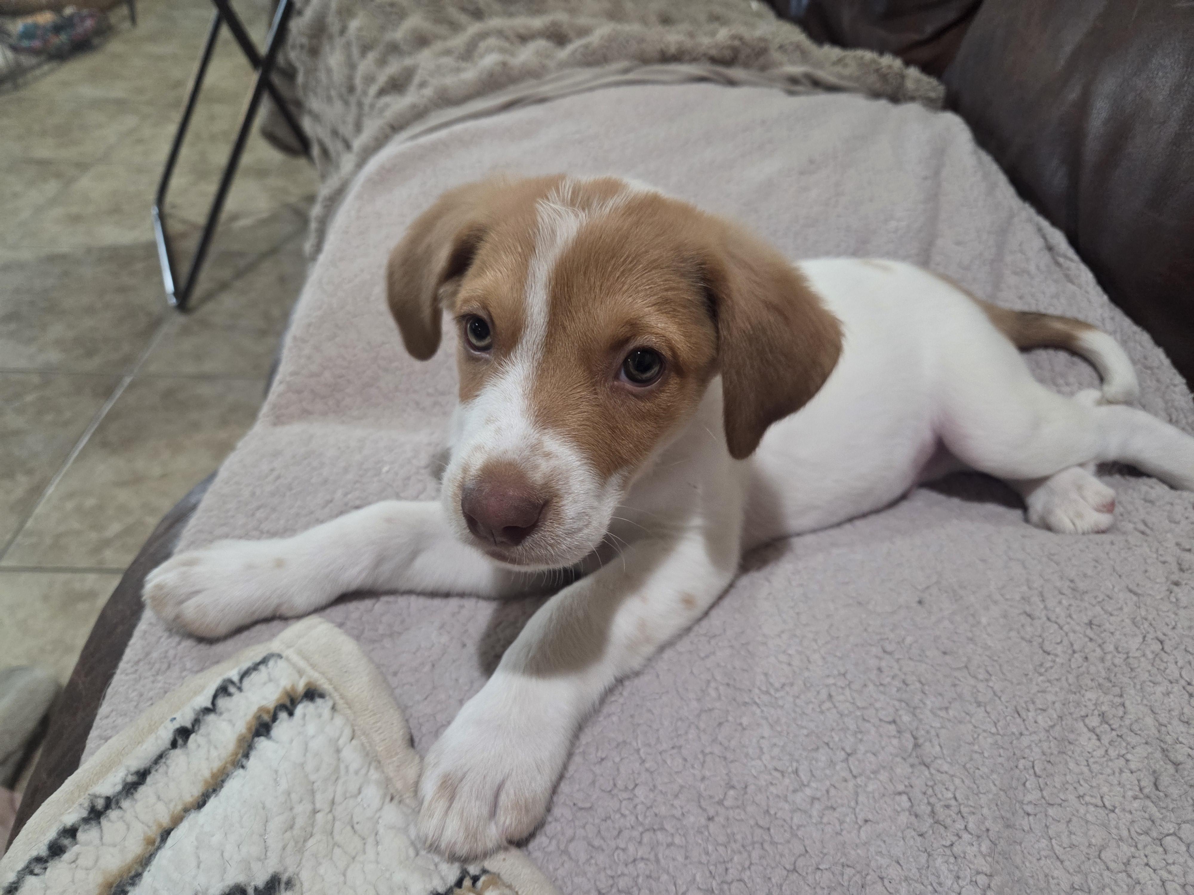 Enlarge Timber, a ADOPTABLE mixed breed in Cave Creek, AZ image 2/4