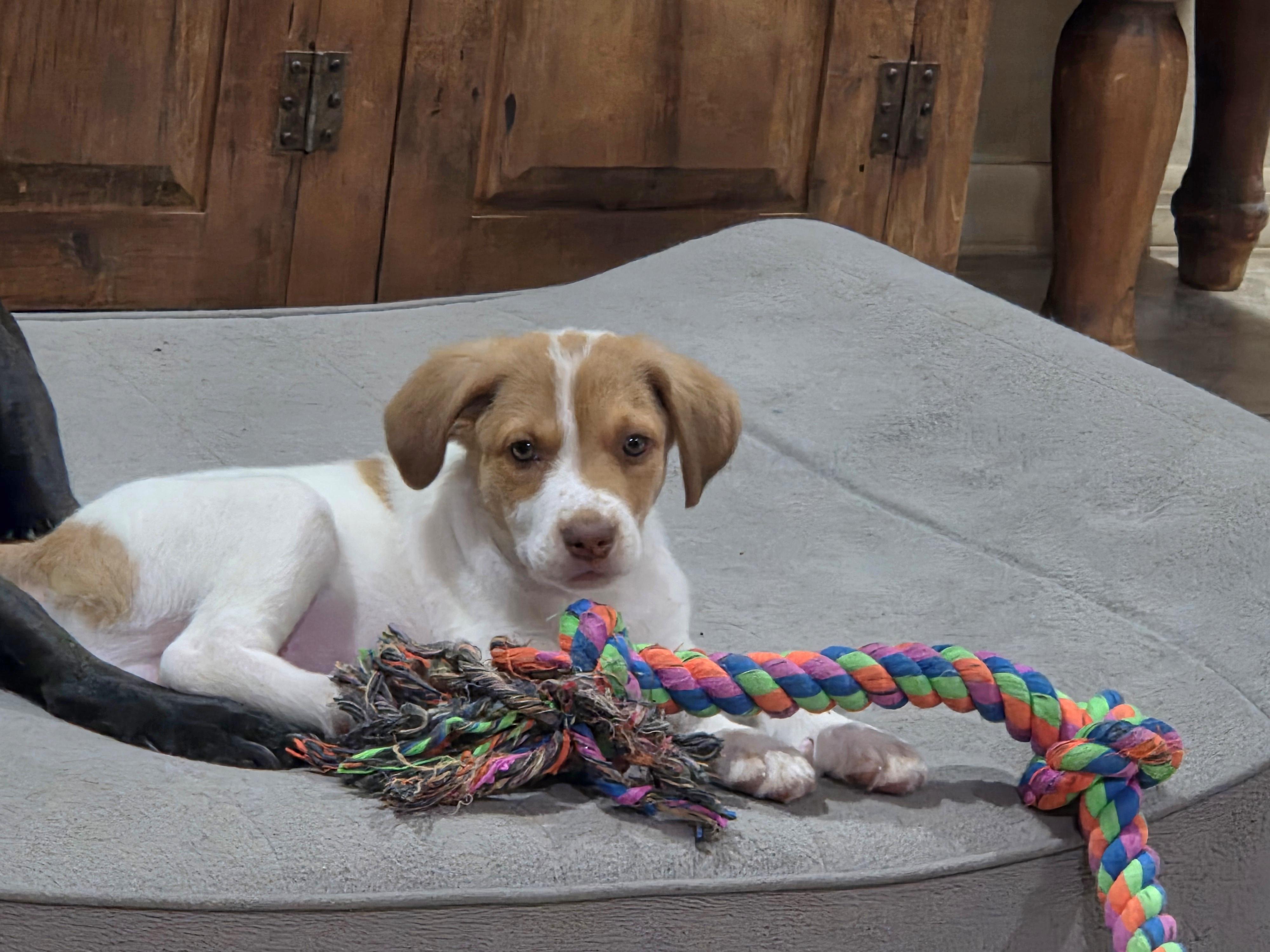 Enlarge Timber, a ADOPTABLE mixed breed in Cave Creek, AZ image 4/4