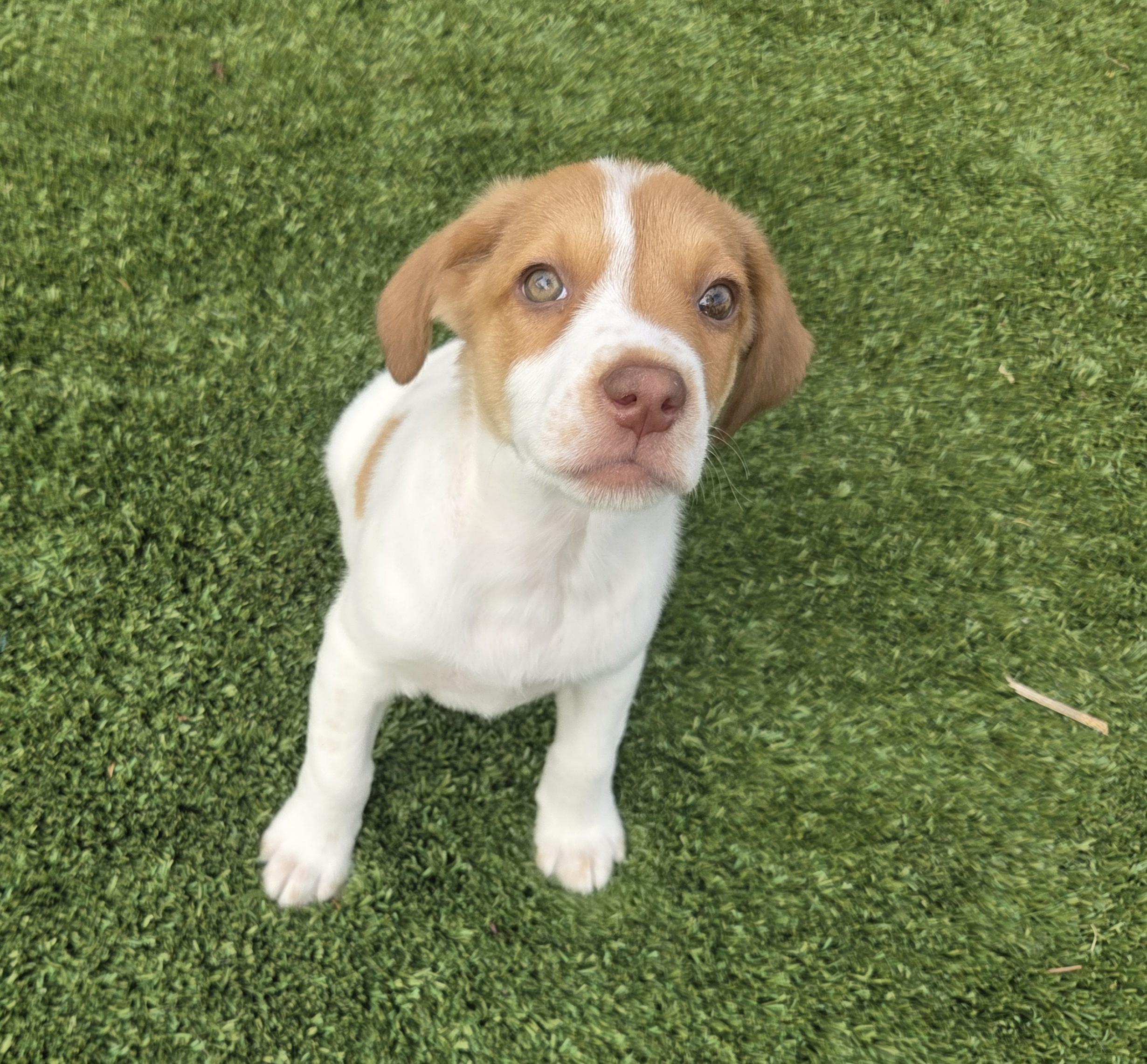 Timber, ADOPTABLE, Puppy Male Australian Cattle Dog / Blue Heeler & Labrador Retriever.