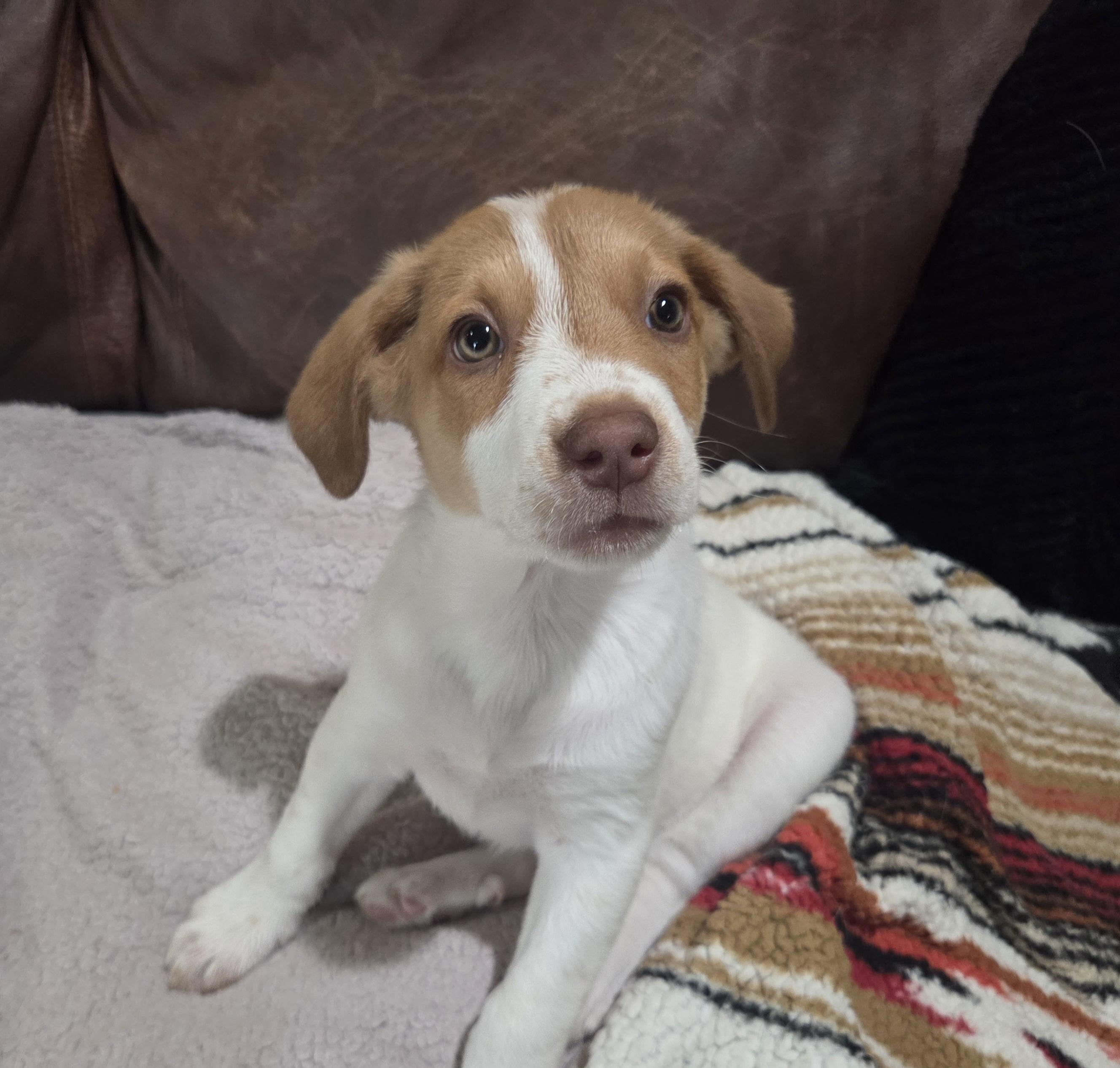 Enlarge Timber, a ADOPTABLE mixed breed in Cave Creek, AZ image 3/4