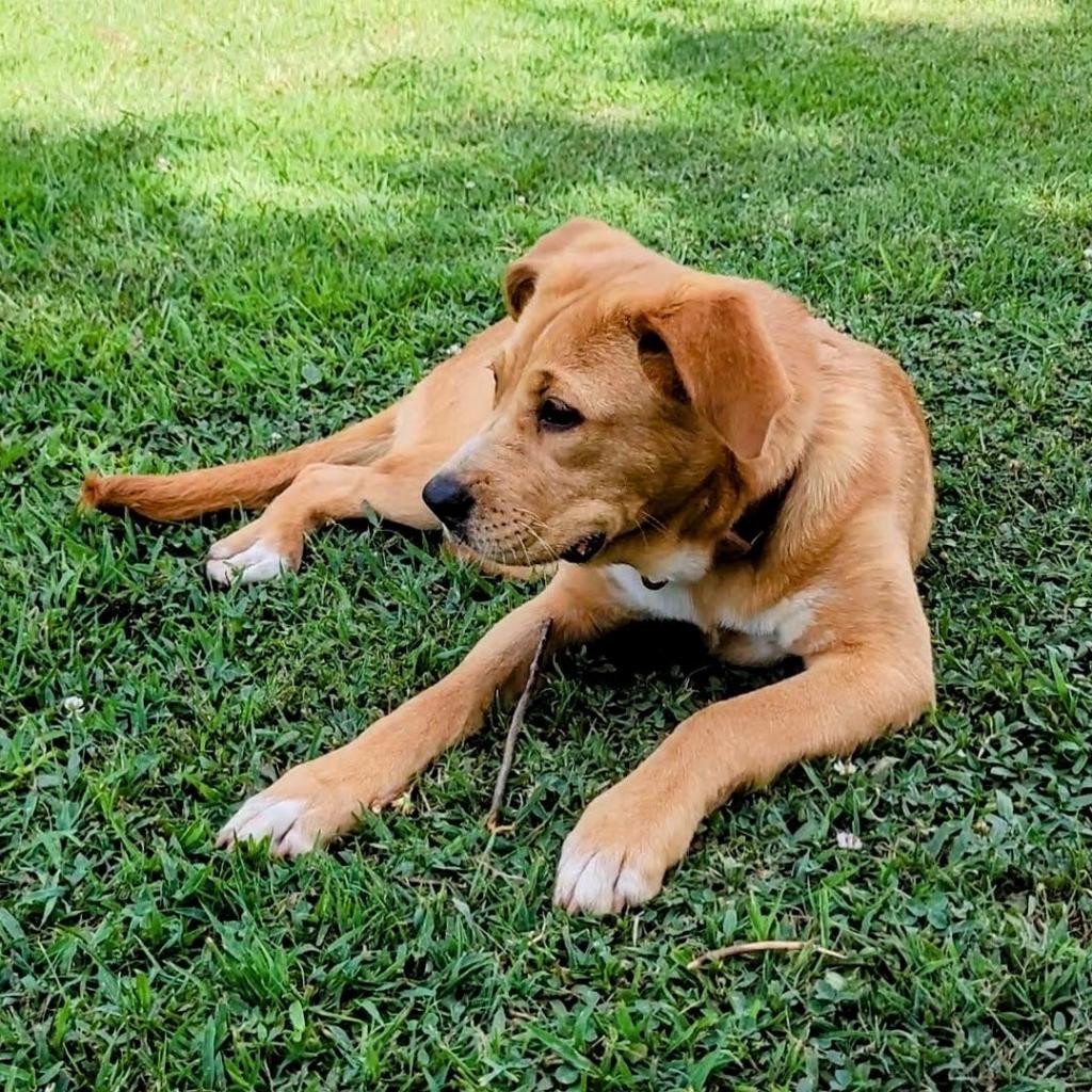 Sandy, a Adoptable mixed breed in Tanner, AL image 1/2