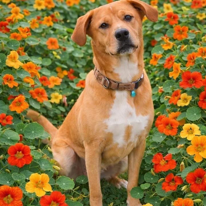 Enlarge Sandy, a Adoptable mixed breed in Tanner, AL image 2/3