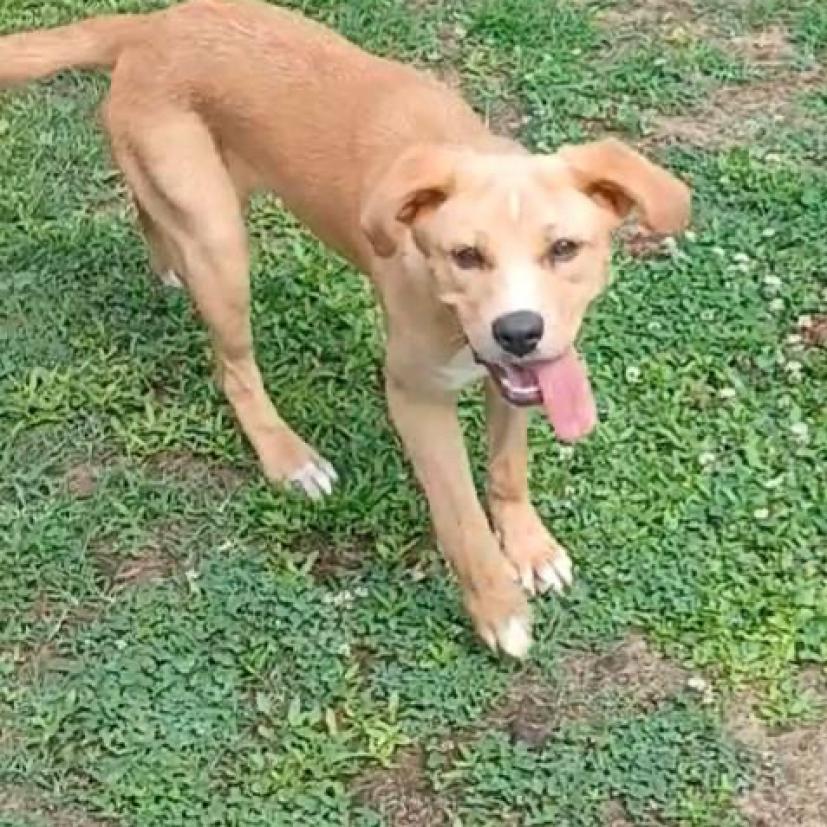 Sandy, a Adoptable mixed breed in Tanner, AL image 2/2