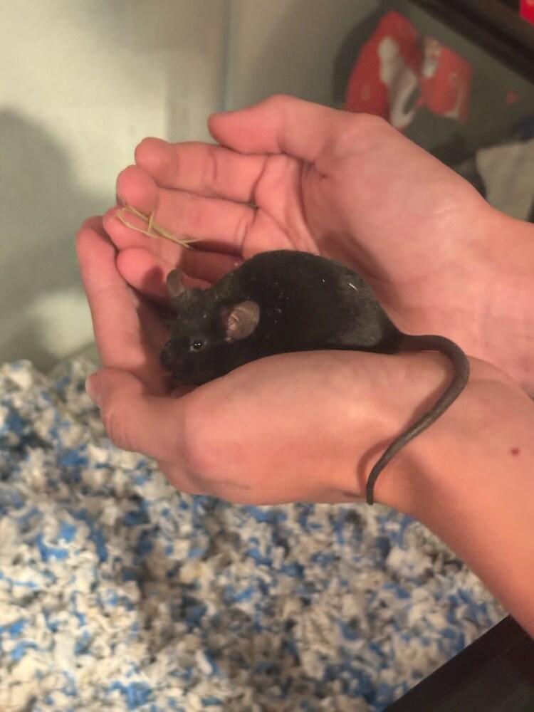Enlarge Umbreon, a Adoptable Mouse in Pasco, WA image 1/3