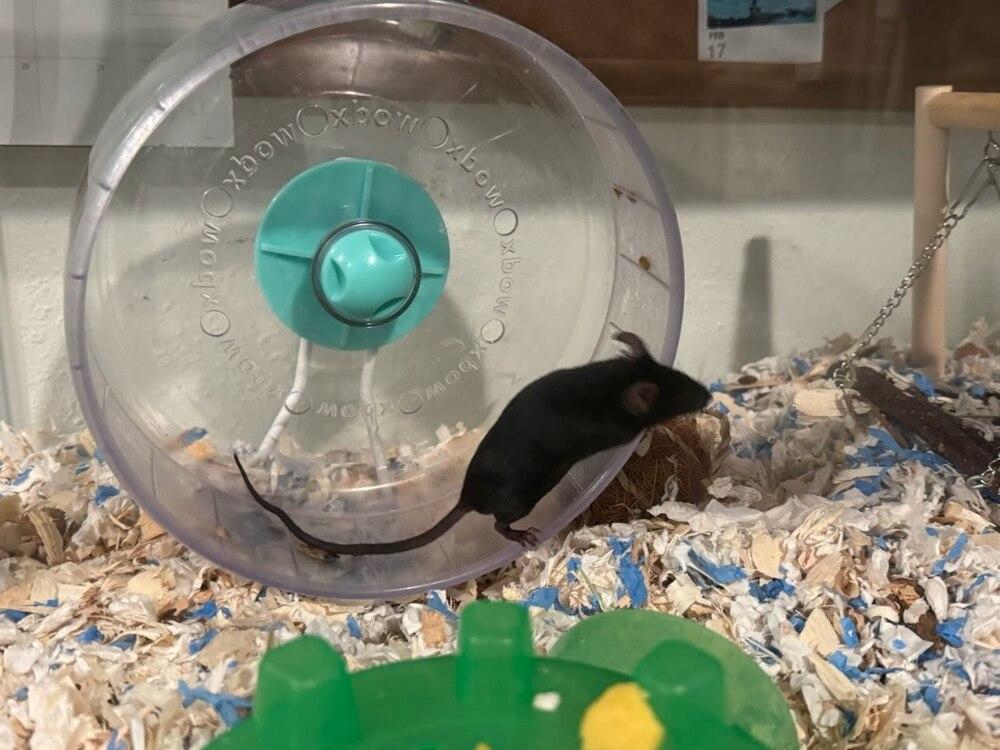 Enlarge Umbreon, a Adoptable Mouse in Pasco, WA image 2/3