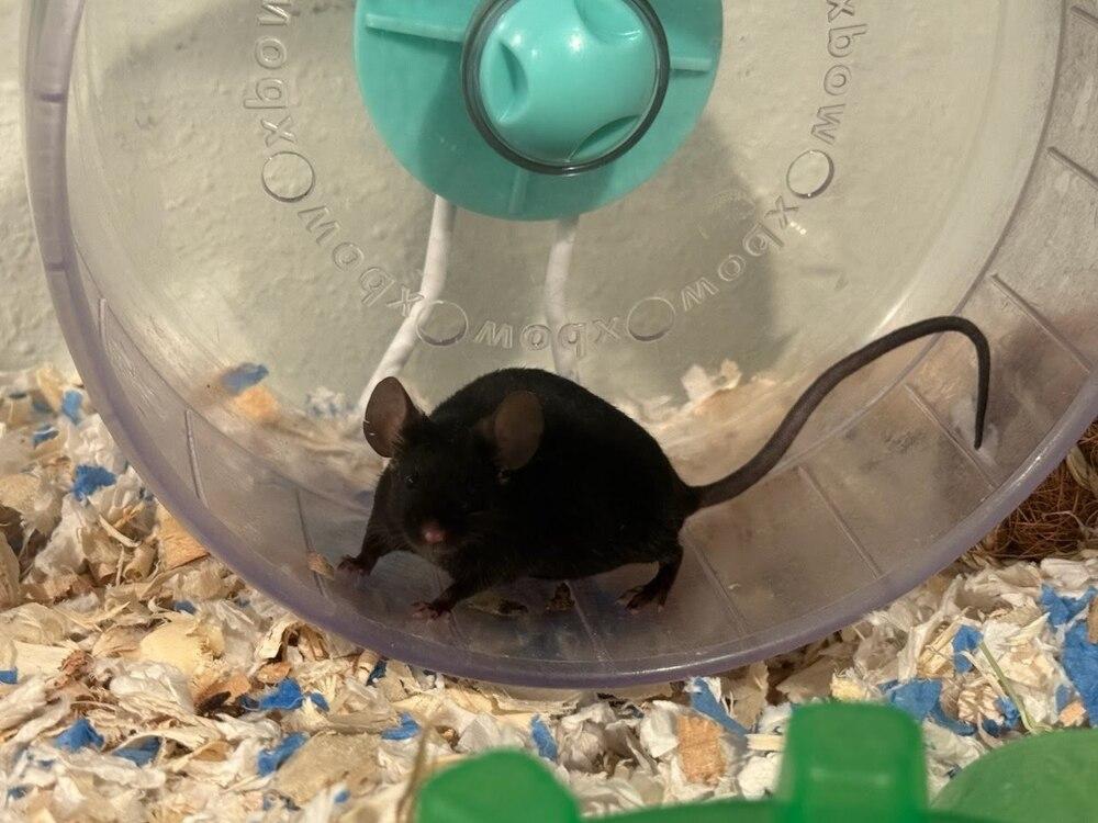 Enlarge Umbreon, a Adoptable Mouse in Pasco, WA image 3/3
