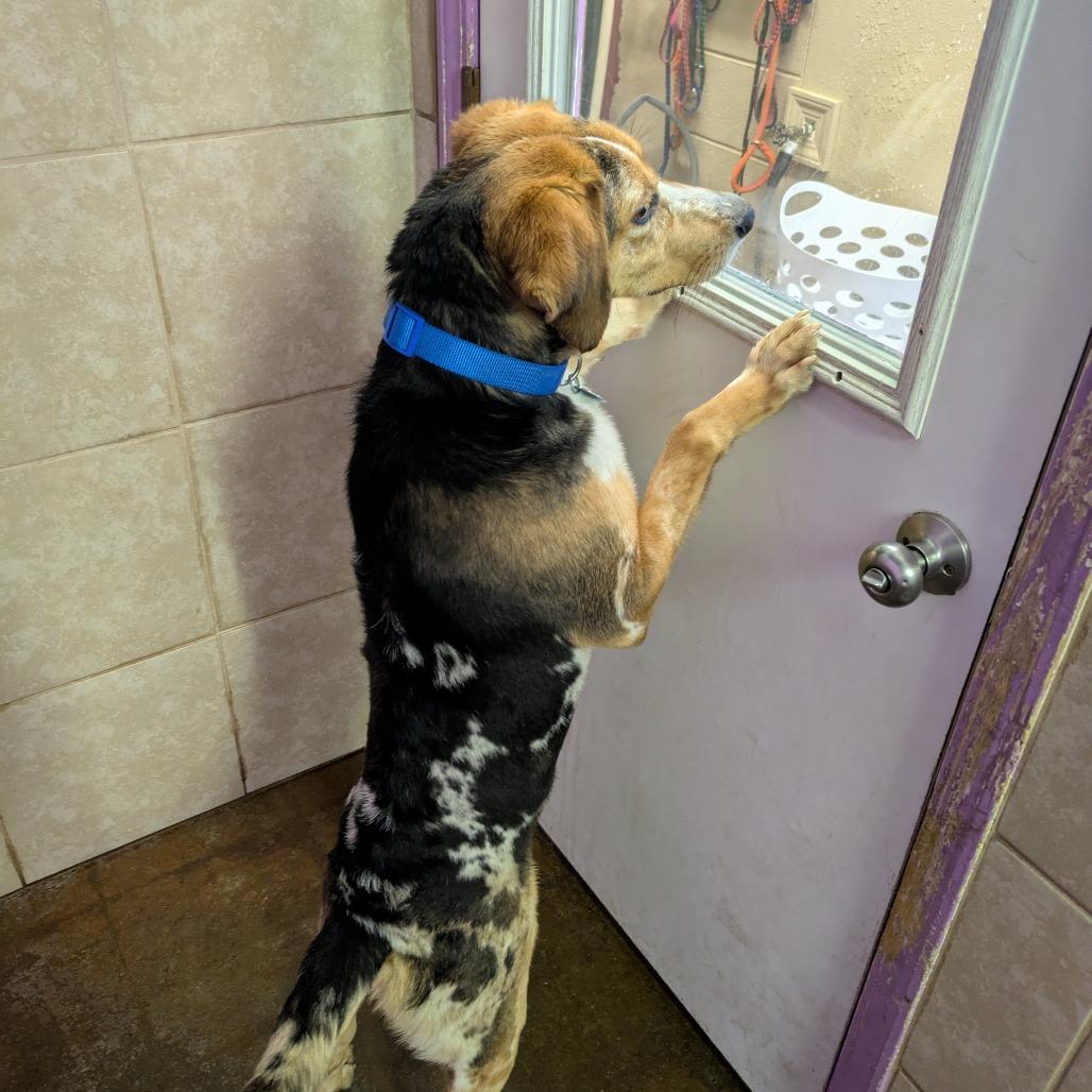 Enlarge Sesame, a Adoptable mixed breed in Springfield, MO image 1/5