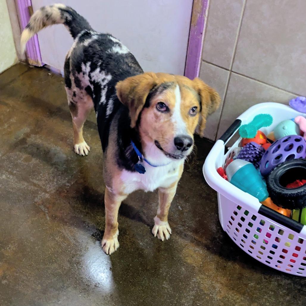 Enlarge Sesame, a Adoptable mixed breed in Springfield, MO image 2/5