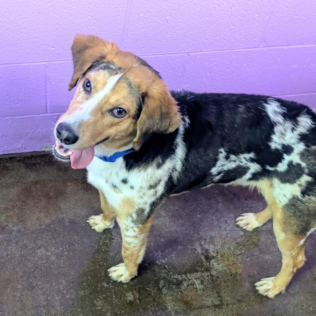 Enlarge Sesame, a Adoptable mixed breed in Springfield, MO image 3/5