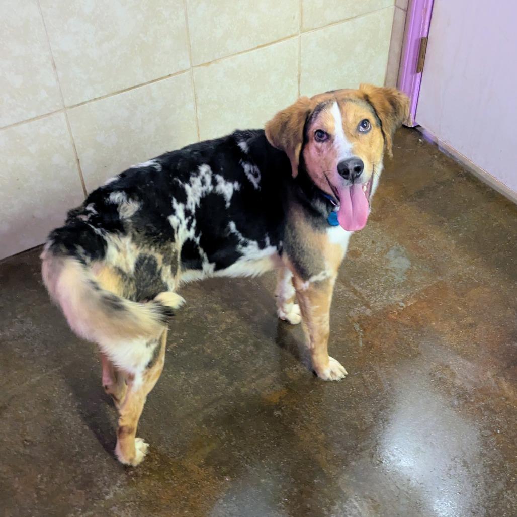 Enlarge Sesame, a Adoptable mixed breed in Springfield, MO image 4/5